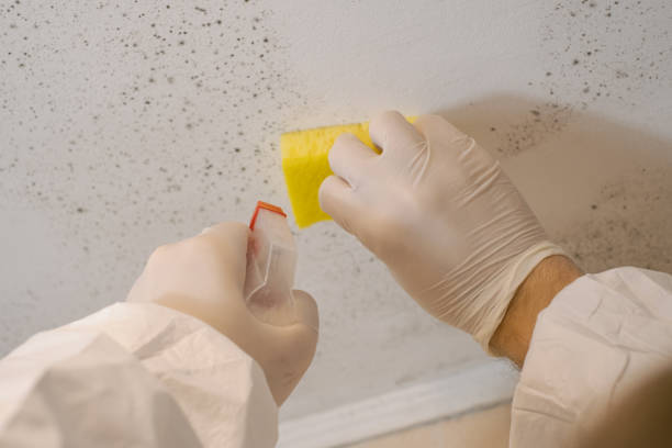 Trusted Battlement Mesa, CO Mold Removal Experts